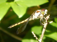 Libellula vibrans