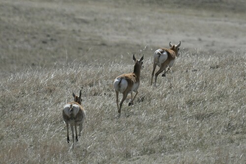 Pronghorn photographed in Colorado