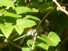 Libellula vibrans