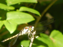 Libellula vibrans