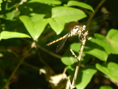 Libellula vibrans
