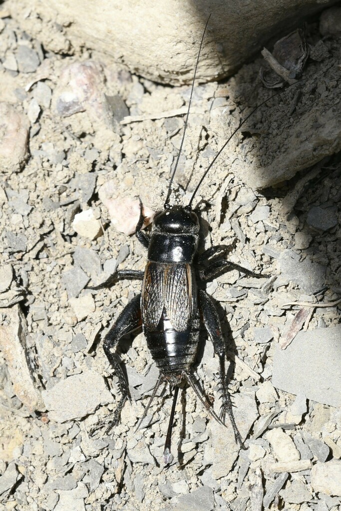 Spring Field Cricket