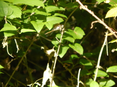 Libellula vibrans