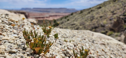 salty buckwheat (Stenogonum salsuginosum)