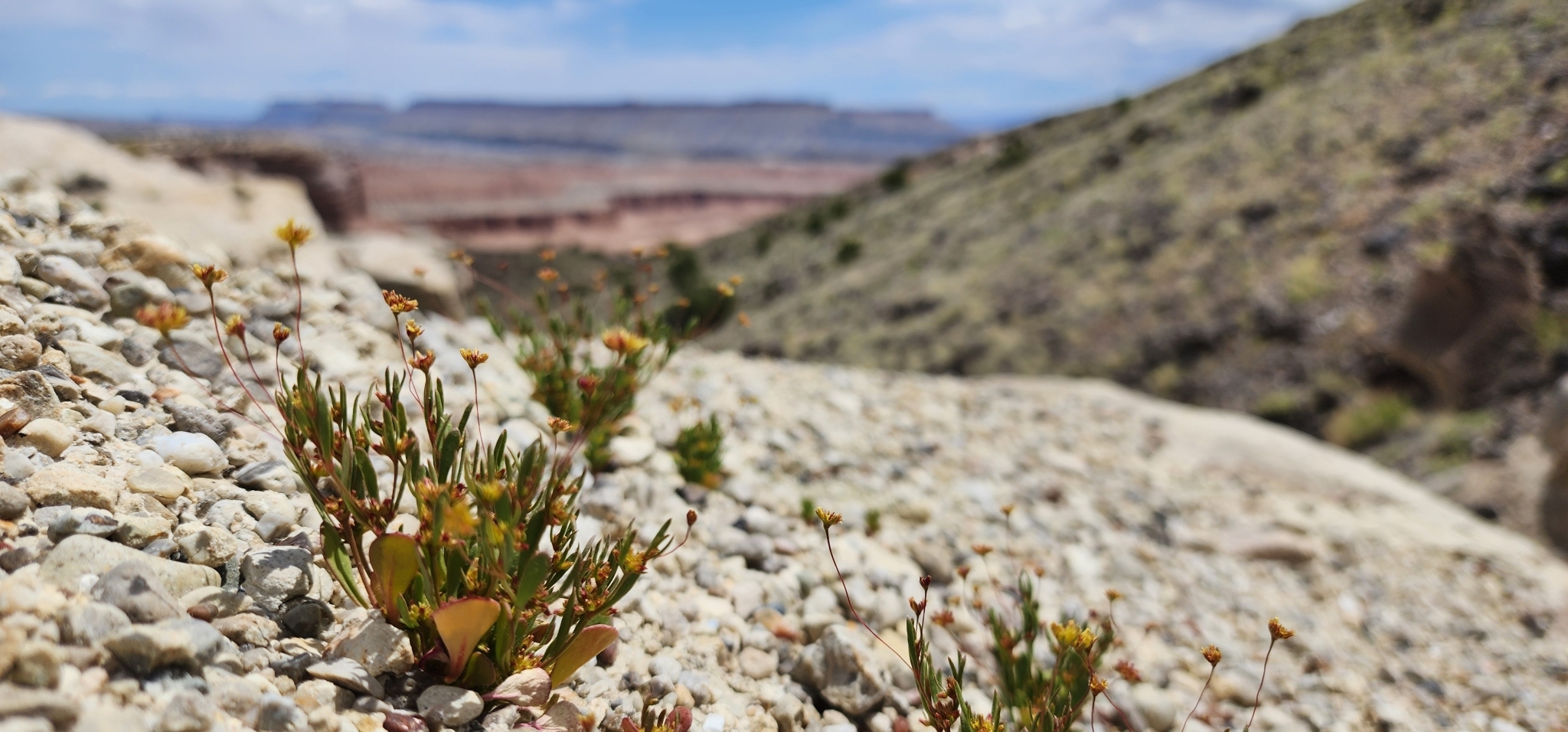 Stenogonum salsuginosum