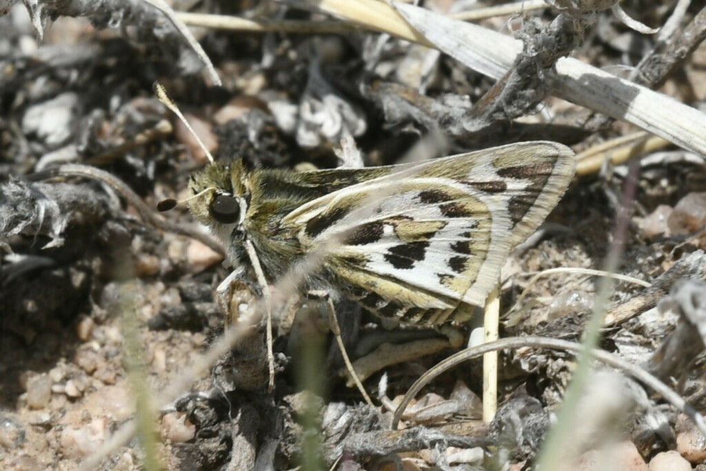 Yvretta rhesus