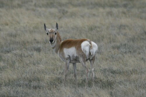 Pronghorn photographed in Colorado