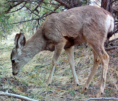 Mule Deer photographed in Nebraska