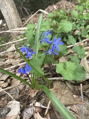 Scilla siberica
