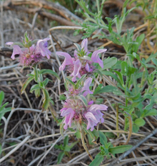 Monarda pectinata