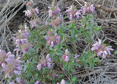 Monarda pectinata
