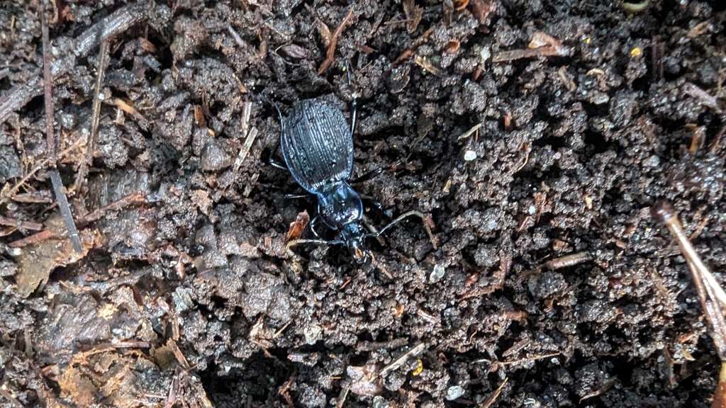 Two-ridged False Snail-eating Beetle