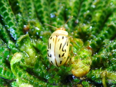Zygogramma conjuncta