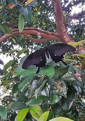 Papilio prexaspes