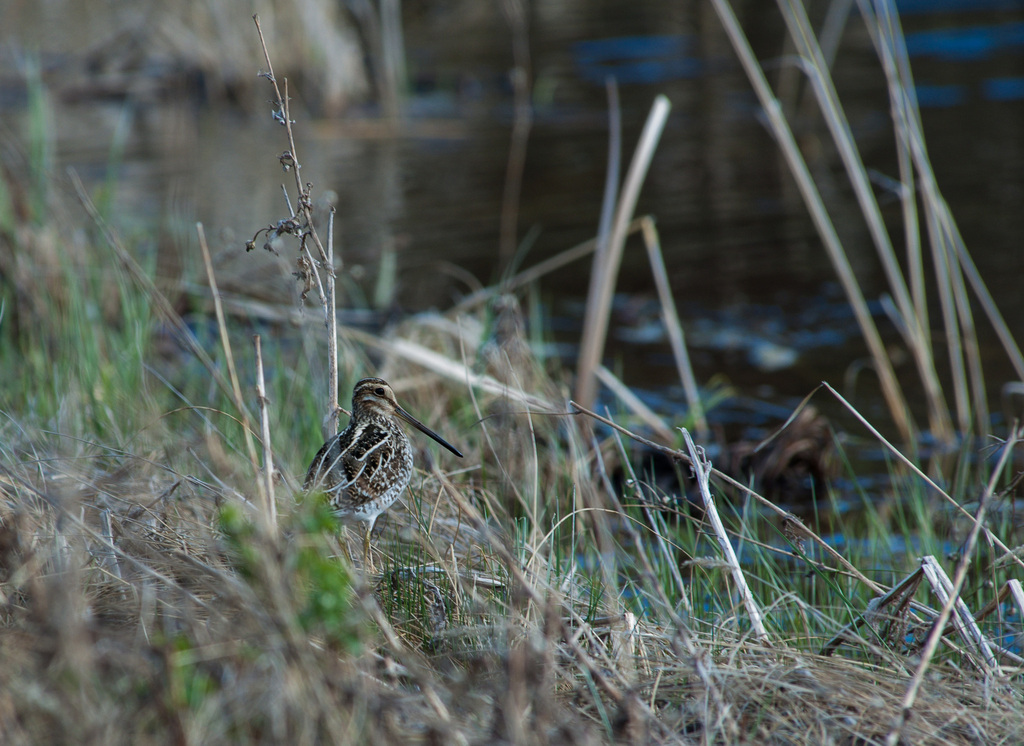 Wilson's Snipe from Northeast Calgary, Calgary, AB, Canada on May 16 ...