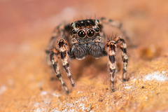 Habronattus fallax