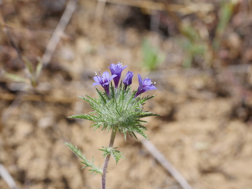 iNaturalist observation photo of downy pincushionplant