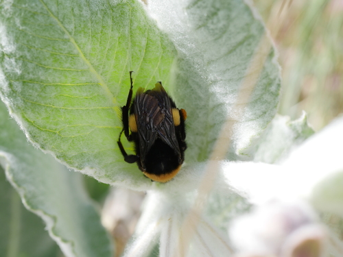 iNaturalist observation photo of Crotch's Bumble Bee