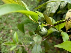 Theaceae