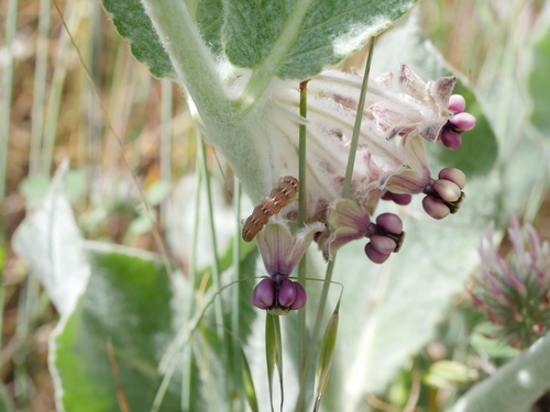 iNaturalist observation photo of Butterflies and Moths