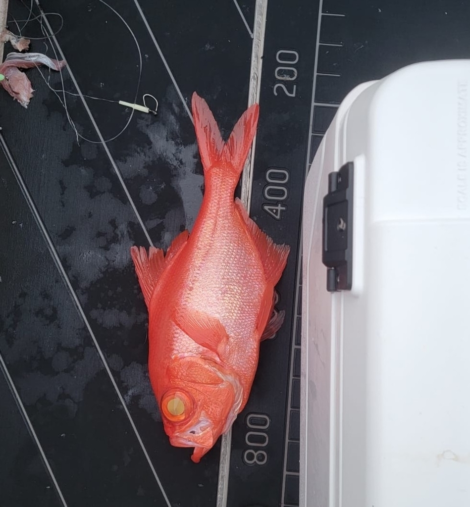 Photo of Splendid alfonsino (Beryx splendens)