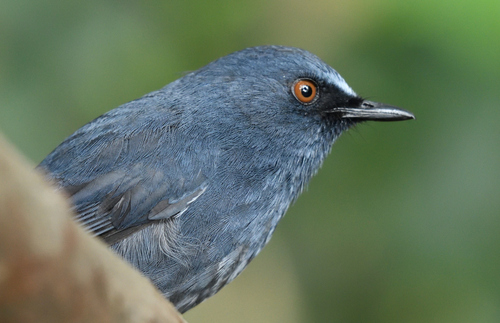 White-bellied Blue Robin (Sholicola albiventris), photo 7