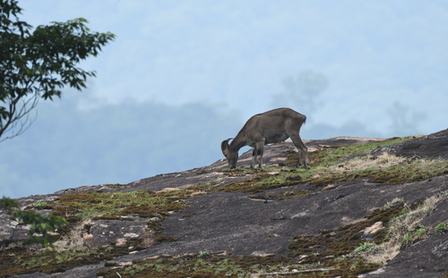 Nilgiri Tahr