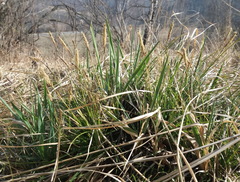 Carex pediformis macroura
