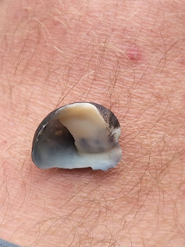 Neripteron cariosum observed 2024-05-16
