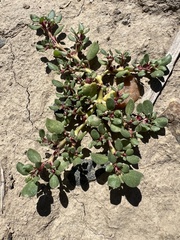 Trianthema portulacastrum