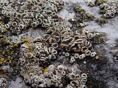 Myriolecis semipallida