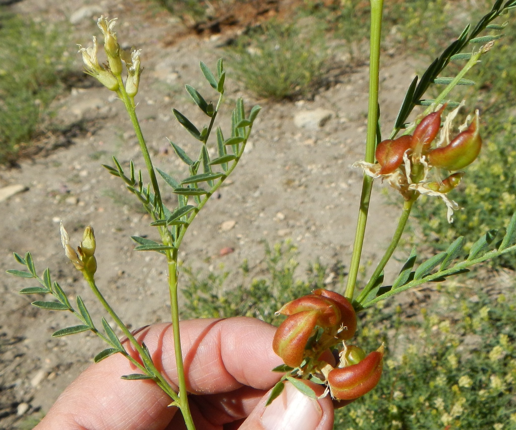 Astragalus bolanderi