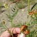 Astragalus bolanderi - Photo (c) Bill Finch, μερικά δικαιώματα διατηρούνται (CC BY-NC-ND), uploaded by Bill Finch