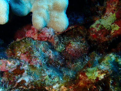 Iracundus signifer, 2024-05-05