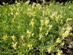 Astragalus bolanderi
