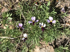 Viola beckwithii
