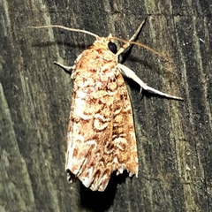 Callopistria granitosa