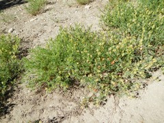 Astragalus bolanderi