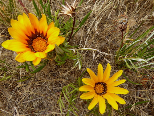 Gazania linearis