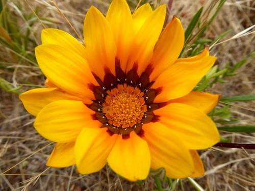 Gazania linearis