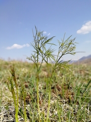 Peucedanum morisonii