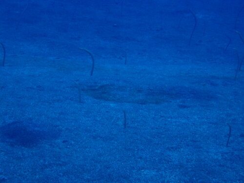 Gorgasia hawaiiensis observed 2024-05-06