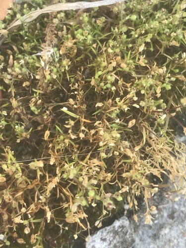 Trailing pearlwort (Sagina decumbens)