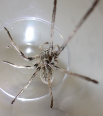 Eusparassus