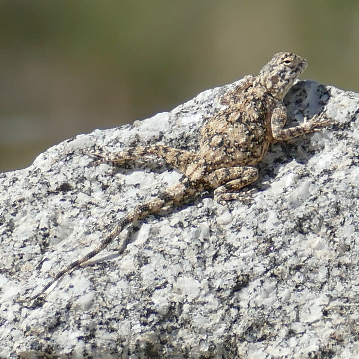 Agama anchietae Bocage, 1896