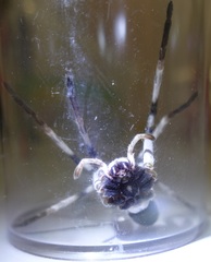 Eusparassus