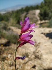 Gladiolus illyricus