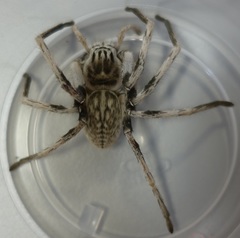 Eusparassus