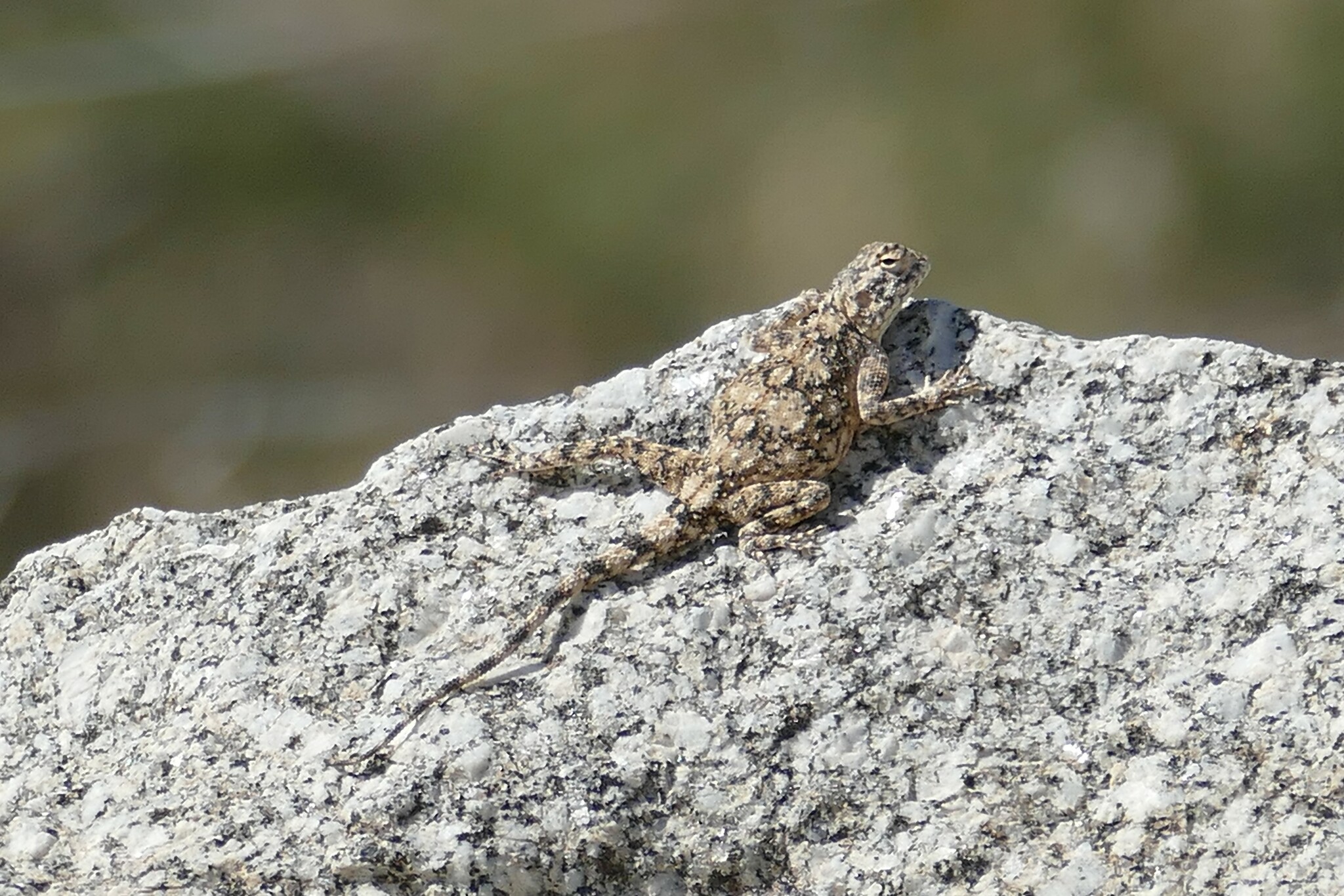 Agama anchietae Bocage, 1896