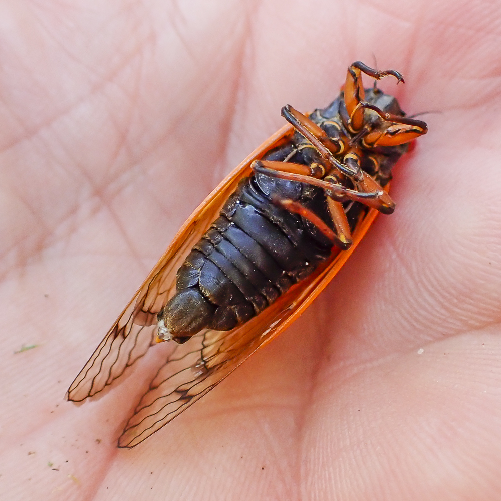 カジカジ Castle X CX935 Solid Modular Helmet w/Electric Lens Shield – Up